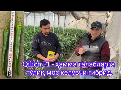 Видео: Qilich F1 - ҳамма талабларга тўлиқ мос келувчи гибрид.