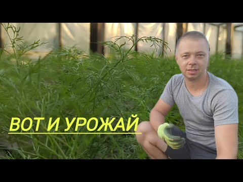 Видео: Продали урожай на рынке. Новый участок теперь с водой.