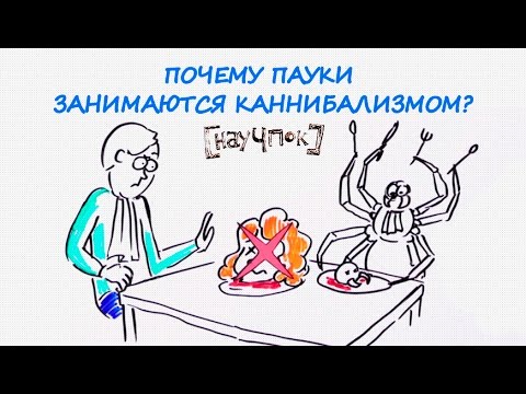 Видео: Почему пауки занимаются каннибализмом? — Научпок
