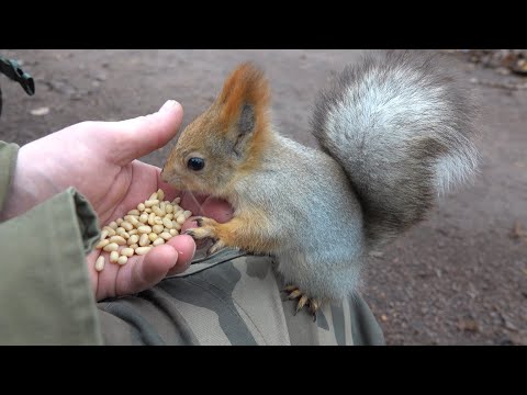 Видео: Немного о Балерине. Зарисовка / A little bit about Ballerina. The sketch