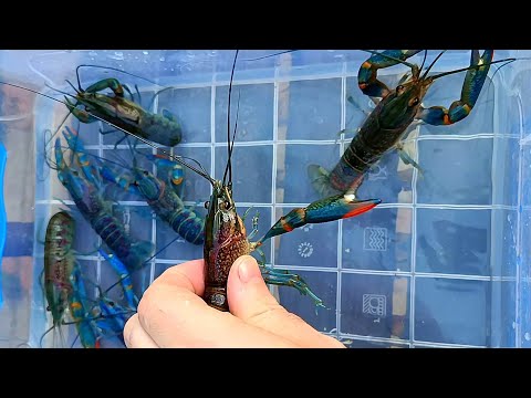 Видео: Выращивание Австралийского рака! Бизнес идея! Такого вам не расскажут в интернете!