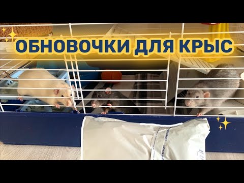 Видео: НОВЫЕ ВЕЩИЧКИ ДЛЯ МОИХ КРЫС | ОБУСТРОЙСТВО КЛЕТКИ ДЛЯ КРЫС