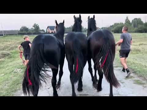 Видео: Фризи на Продажу 🔥🐴