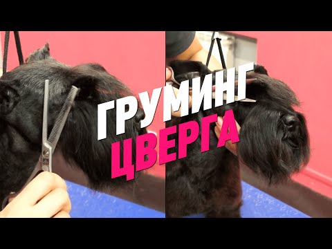 Видео: ГРУМИНГ ЦВЕРГА / ЦВЕРГШНАУЦЕР / GROOM SCHOOL