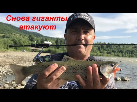 Видео: Карпаты. Р. Стрый. Раздача крупной форели. День второй.