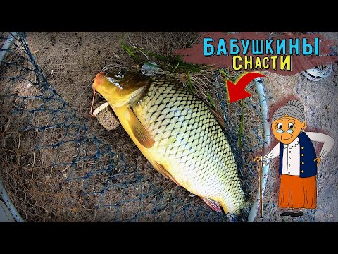 Видео: Бабушкины снасти в деле! Два карпа и ведро плотвы.