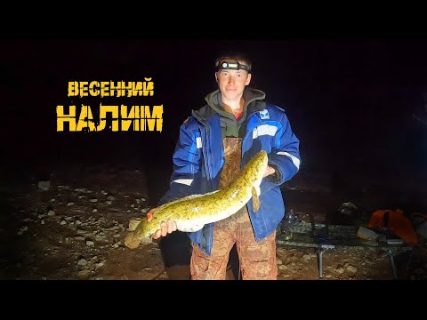 Видео: Ловим налима! Рыбалка проще некуда, р.Кама