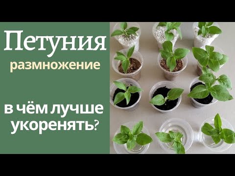 Видео: Эксперимент. В каком субстрате лучше укоренять. Размножение петунии черенками.