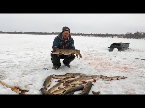 Видео: ЗАКРЫТИЕ СЕЗОНА ПО ЩУКЕ | УДАЧНАЯ РЫБАЛКА НА ОЗЕРЕ