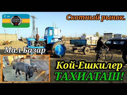 Видео: 24.10.25ж.МАЛ БАЗАР - СКОТНЫЙ РЫНОК #тахиаташ#каракалпакистан#бахалары#цены#кой#ешки#овец#баран#козы