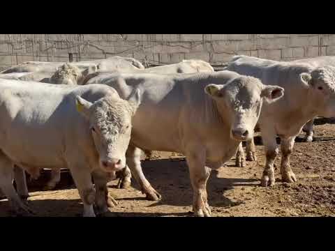 Видео: Самый большой скотный рынок средней Азии  