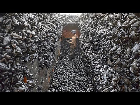 Видео: Этих Животных Никто не Убивал Годами и Вот Что Произошло