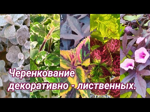 Видео: Черенкование. Декоративно - лиственные, алиссум, сцевола.