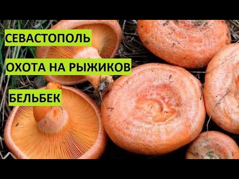 Видео: Севастополь по грибы за рыжиками в районе Бельбека