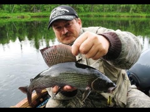 Видео: ОХОТА НА ХАРИУСА в призме воблерной рыбалки...