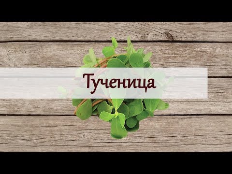 Видео: Плевелът, който лекува 101 болести