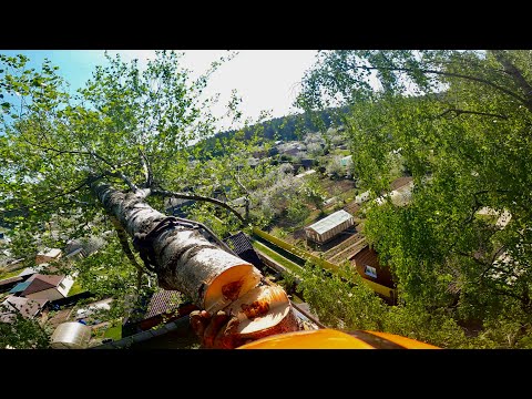 Видео: Арбористика | Спил трех  наклонных на дом 🏠 железных берез по частям