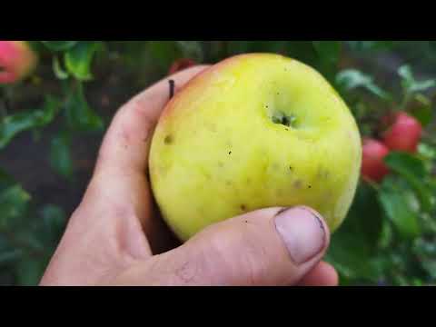 Видео: Яблуня хоней крісп