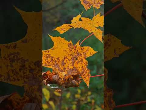 Видео: Октябрьский блюз 