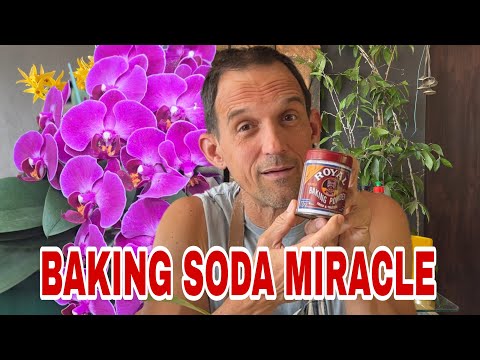Видео: Одна ложка, один спрей… и моя орхидея мгновенно изменилась