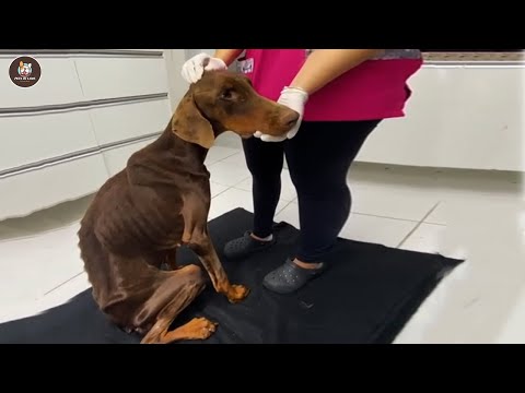 Видео: Долгие годы она была заперта в темноте, и плакала, когда её щенки наконец увидели солнце.