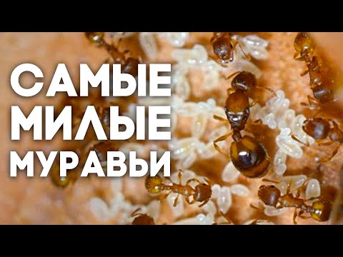 Видео: ЭТО САМЫЕ МИЛЫЕ МУРАВЬИ ИЗ ВСЕХ, ЧТО Я КОГДА-ЛИБО ДЕРЖАЛ! Temnothorax unifasciatus \\ Димон и пумба