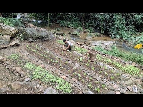 Видео: Садоводство, уход за овощами, выращивание лука, чеснока, картофеля, кулинария. 1 год жизни вне сети