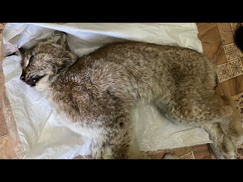 Видео: Очередная проверка капканов маленький путик но тут….. 2023-2023