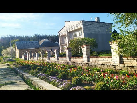 Видео: Луковицы ТЮЛЬПАНОВ после ВЫГОНКИ. Стоит ли покупать? Выгодное вложение или геморрой?