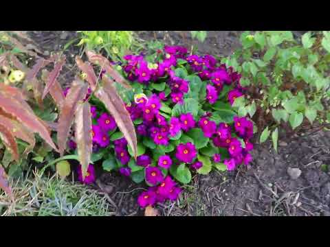 Видео: Весенний сад, дачный сезон 2022.