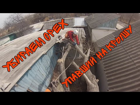 Видео: ТимТокер пилит деревья в день рождения. Пилим сложный орех между двумя домами.