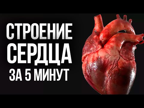 Видео: Строение сердца, лучшее объяснение за 5 минут  | ЕГЭ Биология | Глеб Мендель