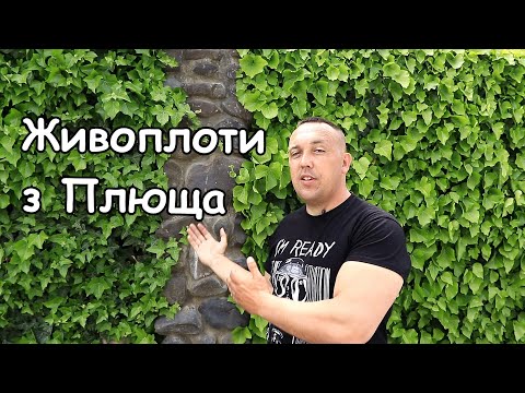 Видео: Плющ. Зелений паркан з плюща