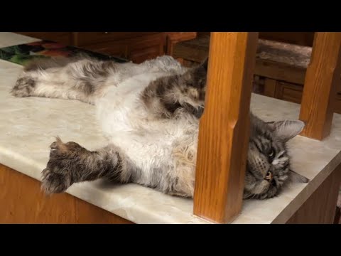Видео: 🔉Лапы размером с тарелку 😲 Мой полидактильный кот мейн-кун