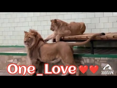 Видео: Второе львиное свидание ❤ Север-Алай и Киара.. One Love ❤#animals #lion #onelove #челябинск