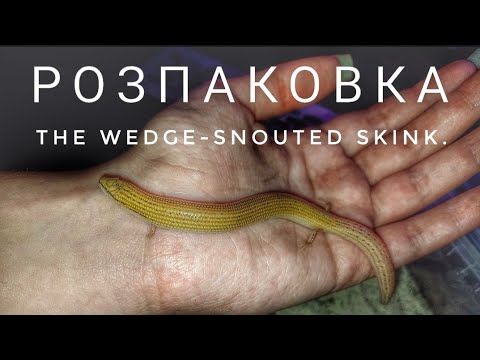 Видео: РОЗПАКОВКА нових ТВАРИН | сцинкоподібні ящірки (Chalcides sepsoides, the wedge-snouted skink)