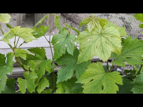 Видео: Хлороз!!! Как помочь винограду! 🍇🍇🍇Тел. +79054033245, WhatsApp и Viber +79528500417.