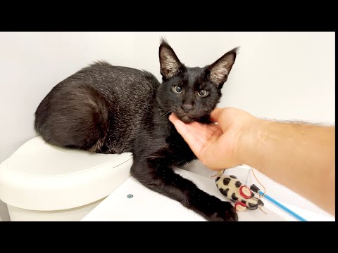 Видео: Камышовый кот, саванна и чаузи. Кто любит папу больше всех? 😻