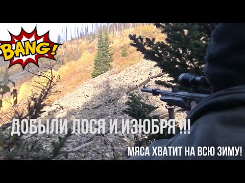 Видео: Добываем лося и изюбря за один заезд! Осенняя охота в тайге.