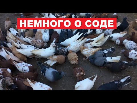 Видео: Нужно ли пропаивать пищевой содой голубей. Понемногу обганиваем голубей.