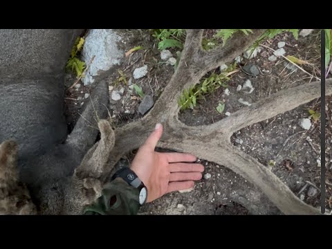 Видео: «Слуховой олень», охота на мула в горах с луком и стрелами 2025 года (переиздание)