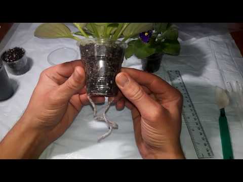 Видео: СПАСАЕМ фиалку с ДРЯБЛЫМИ и ПОНИКШИМИ листьями