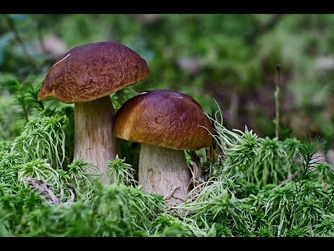 Видео: Грибы Архыза, 1часть