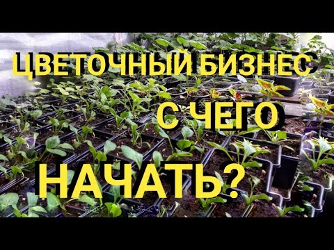 Видео: С чего начать тепличный (цветочный) бизнес .. важные составляющие