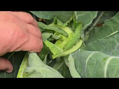 Видео: Цветная самозакрывающаяся капуста Форталеза и Овиндоли, начало закладки соцветия.