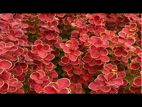 Видео: ПОСАДИТЕ ЭТОТ НЕПРИХОТЛИВЫЙ КУСТАРНИК  в САДУ! Он красиво выглядит все лето до осени