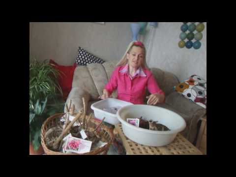 Видео: Георгины раньше пионов