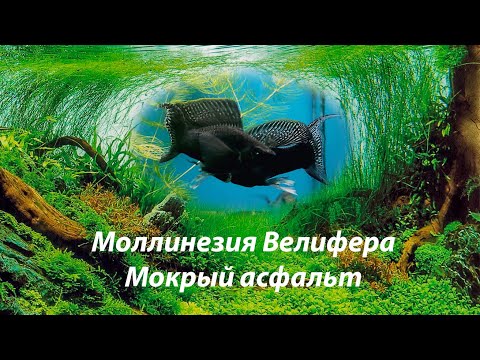 Видео: Моллинезия велифера Мокрый асфальт / Poecilia velifera