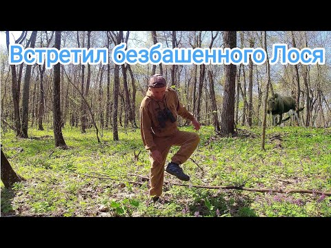 Видео: Нарушаю запрет. Встретил Лося. Медведь сорвал фотоловушку.
