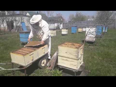 Видео: Работа с Рутами, весеннее перестановка корпусов